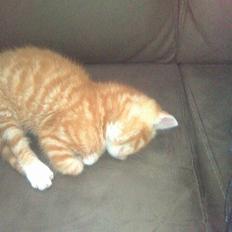 Blanding af racer Klunt