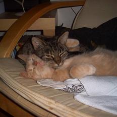 Huskat Pus 'R.I.P* :´(