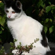 Blanding af racer  Plet The Mussehunter 