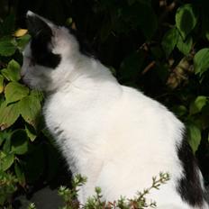 Blanding af racer  Plet The Mussehunter 