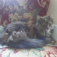 Maine Coon Gizmo