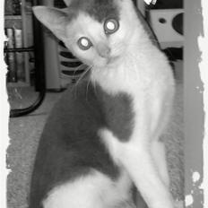 Blanding af racer Misling (NYT HJEM)