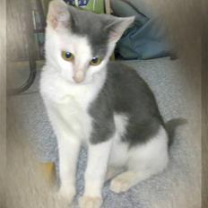 Blanding af racer Misling (NYT HJEM)