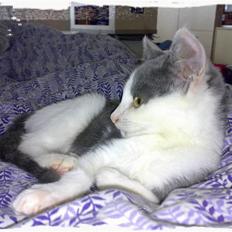 Blanding af racer Misling (NYT HJEM)