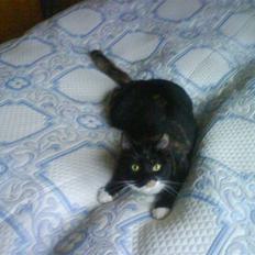 Blanding af racer Abby