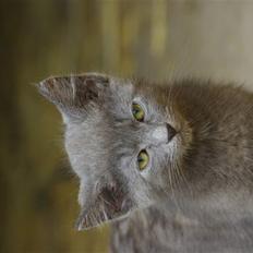 Blanding af racer felix