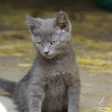 Blanding af racer felix