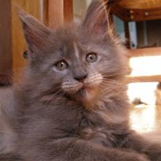Maine Coon Micharlo's Darling