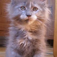 Maine Coon Micharlo's Darling