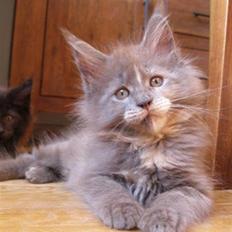 Maine Coon Micharlo's Darling