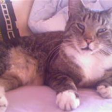 Blanding af racer Simba *RIP*