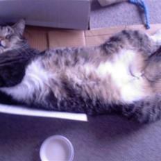 Blanding af racer Simba *RIP*