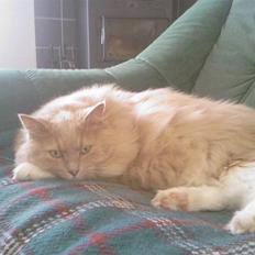 Blanding af racer Bamse *RIP*