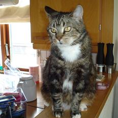 Blanding af racer Gammle Stampe(R.I.P).:'(