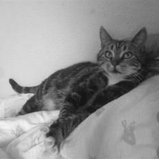 Blanding af racer Gammle Stampe(R.I.P).:'(