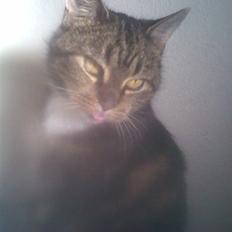 Blanding af racer Gammle Stampe(R.I.P).:'(