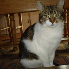 Blanding af racer Nulle