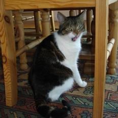 Blanding af racer Nulle