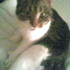 Blanding af racer Nulle