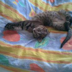 Blanding af racer Miller/!R.I.P. Elsker dig