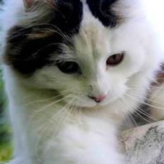 Blanding af racer Boffie