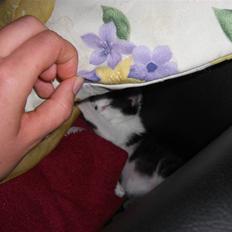 Huskat Lillo/Sløjfe