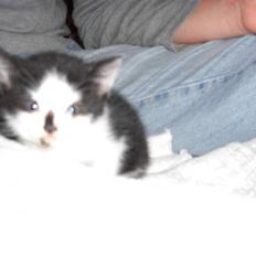 Huskat Lillo/Sløjfe