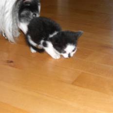 Huskat Lillo/Sløjfe