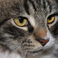 Blanding af racer Frederik<'3