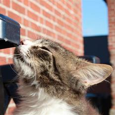 Blanding af racer Frederik<'3