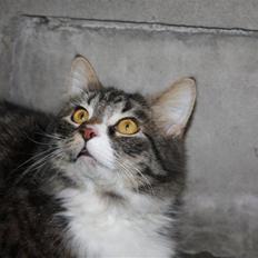 Blanding af racer Frederik<'3