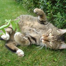 Huskat Elvis - R.I.P Sov godt