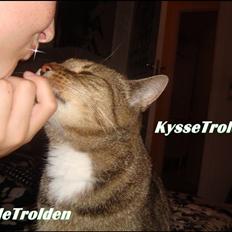 Huskat Elvis - R.I.P Sov godt