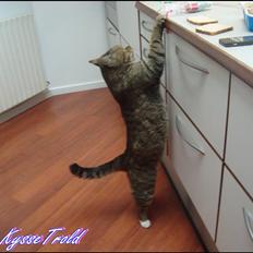 Huskat Elvis - R.I.P Sov godt