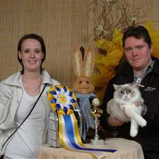 Ragdoll JW Dk Vandoll Celeste