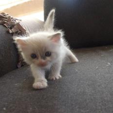 Ragdoll JW Dk Vandoll Celeste