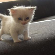 Ragdoll JW Dk Vandoll Celeste