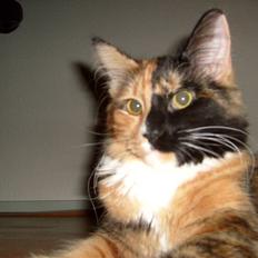 Maine Coon Jessie * R.I.P * †