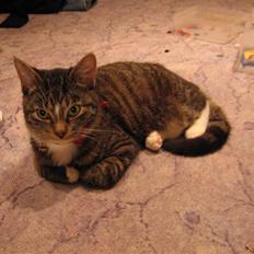 Blanding af racer Futte