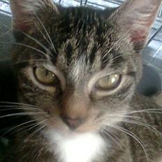 Blanding af racer Futte