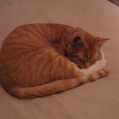 Blanding af racer Garfield