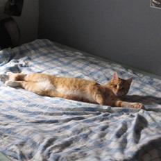 Blanding af racer Garfield