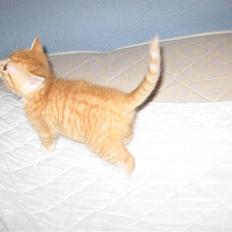 Blanding af racer Garfield