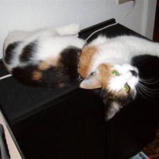 Blanding af racer Ni-hao(Main coon/huskat)