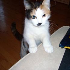 Blanding af racer Ni-hao(Main coon/huskat)