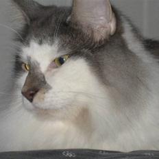 Norsk Skovkat               Johnny Cash