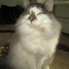 Norsk Skovkat               Johnny Cash