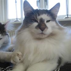 Norsk Skovkat               Johnny Cash