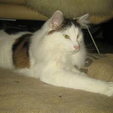 Norsk Skovkat             Jimmi Hendrix