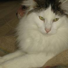 Norsk Skovkat             Jimmi Hendrix